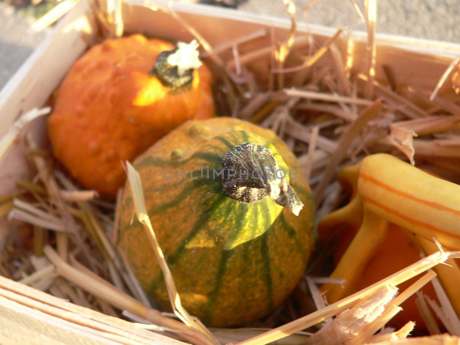 Ornamental pumpkin in the evening light