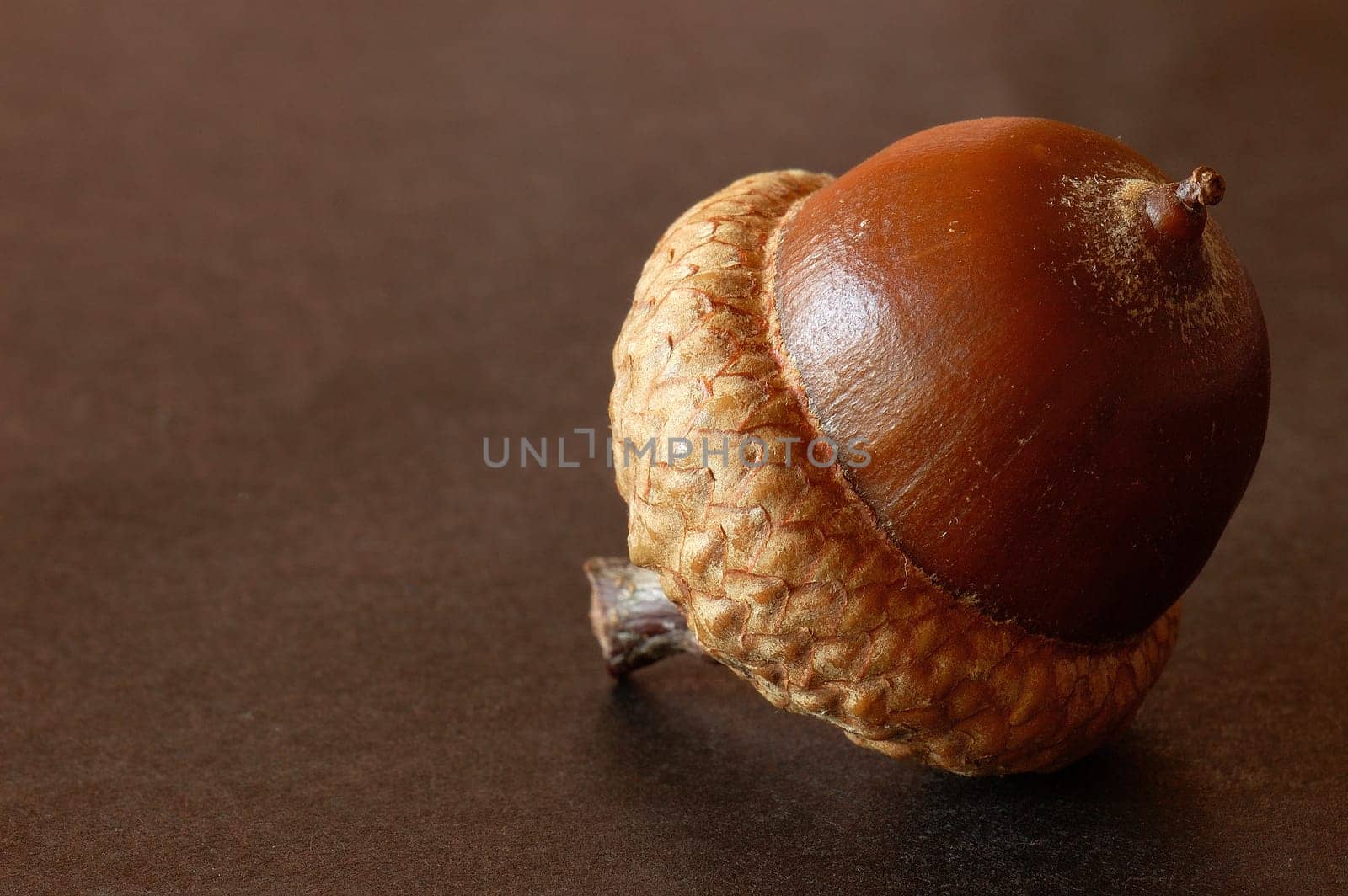 Acorn