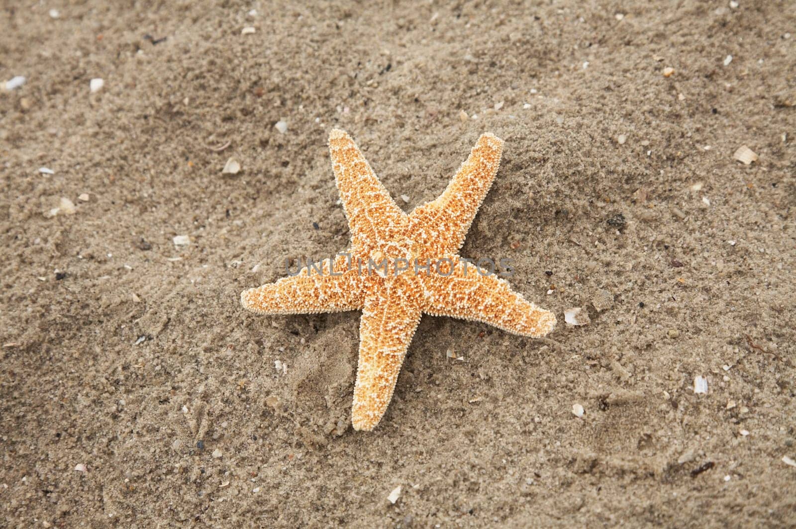 Starfish