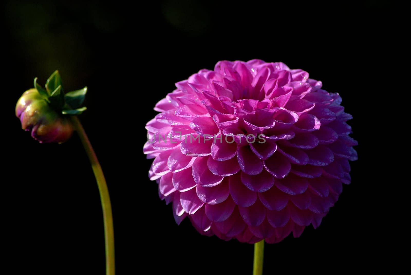 Dahlia period