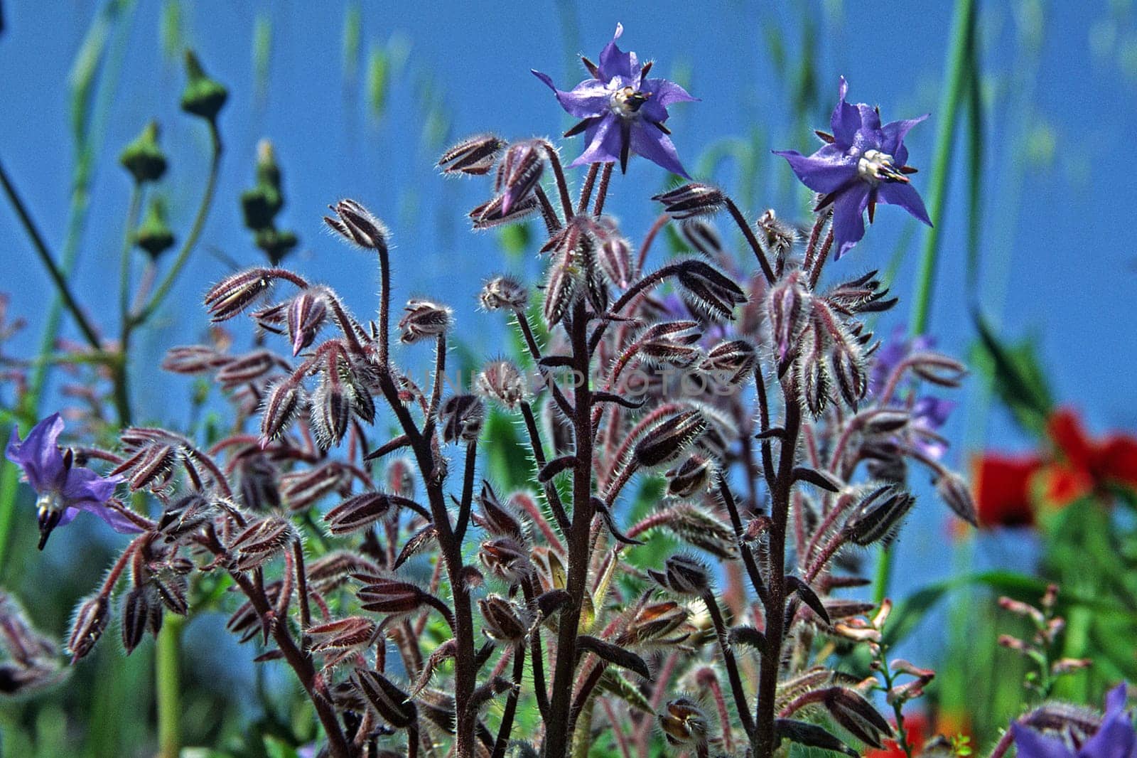 Borago officinalis,Borage