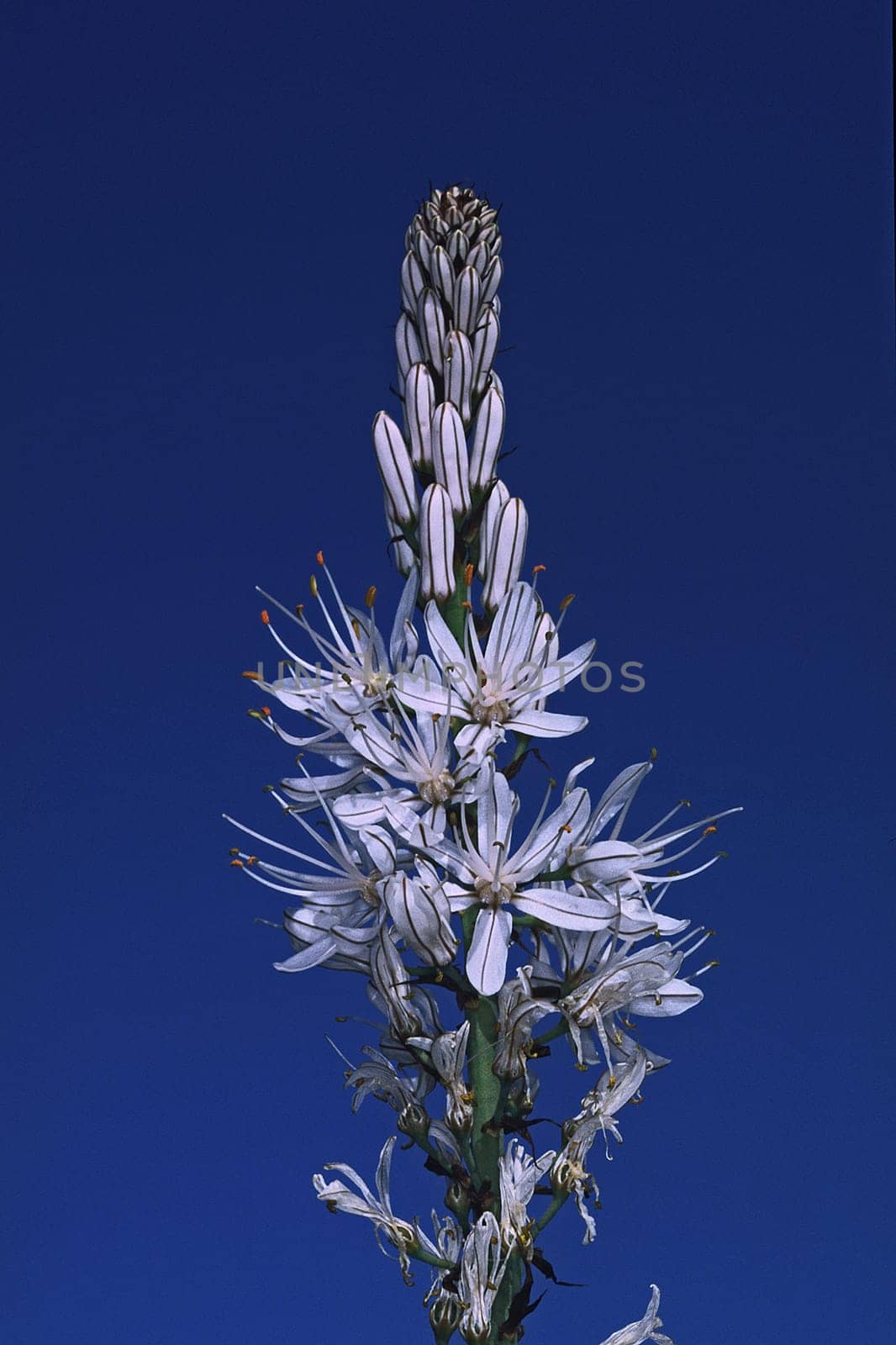 Asphodelus albus,White Affodill