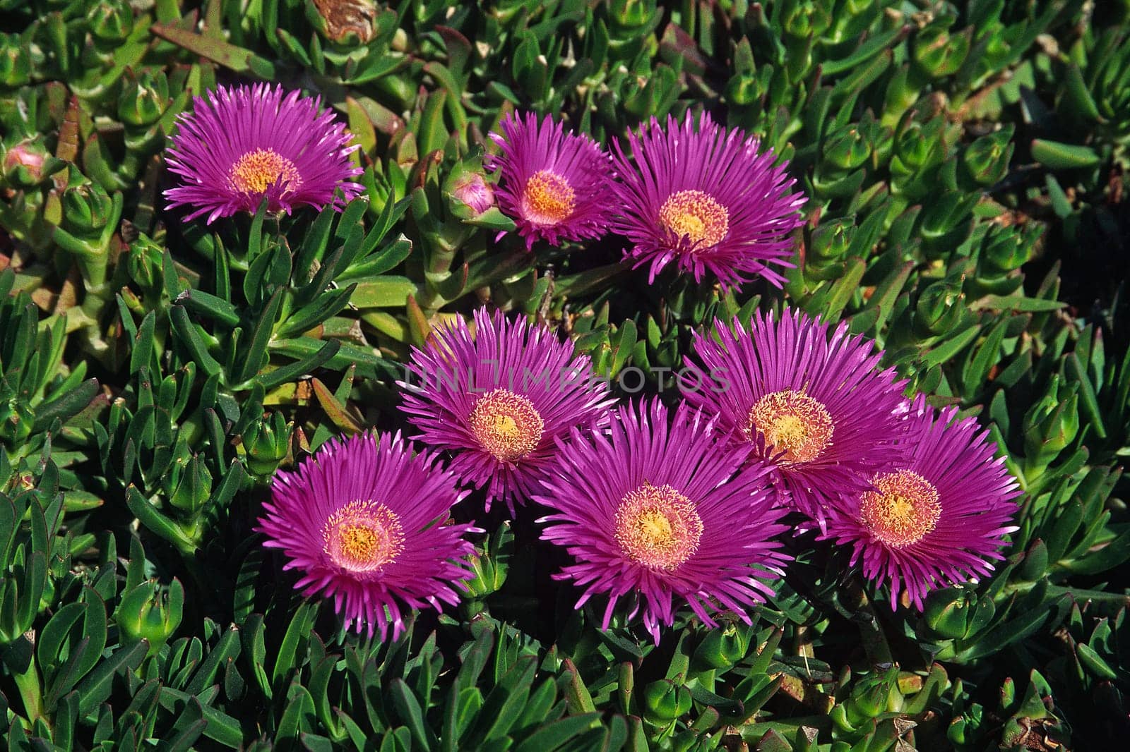 Carpobrotus acinaciformis,Red ice plant