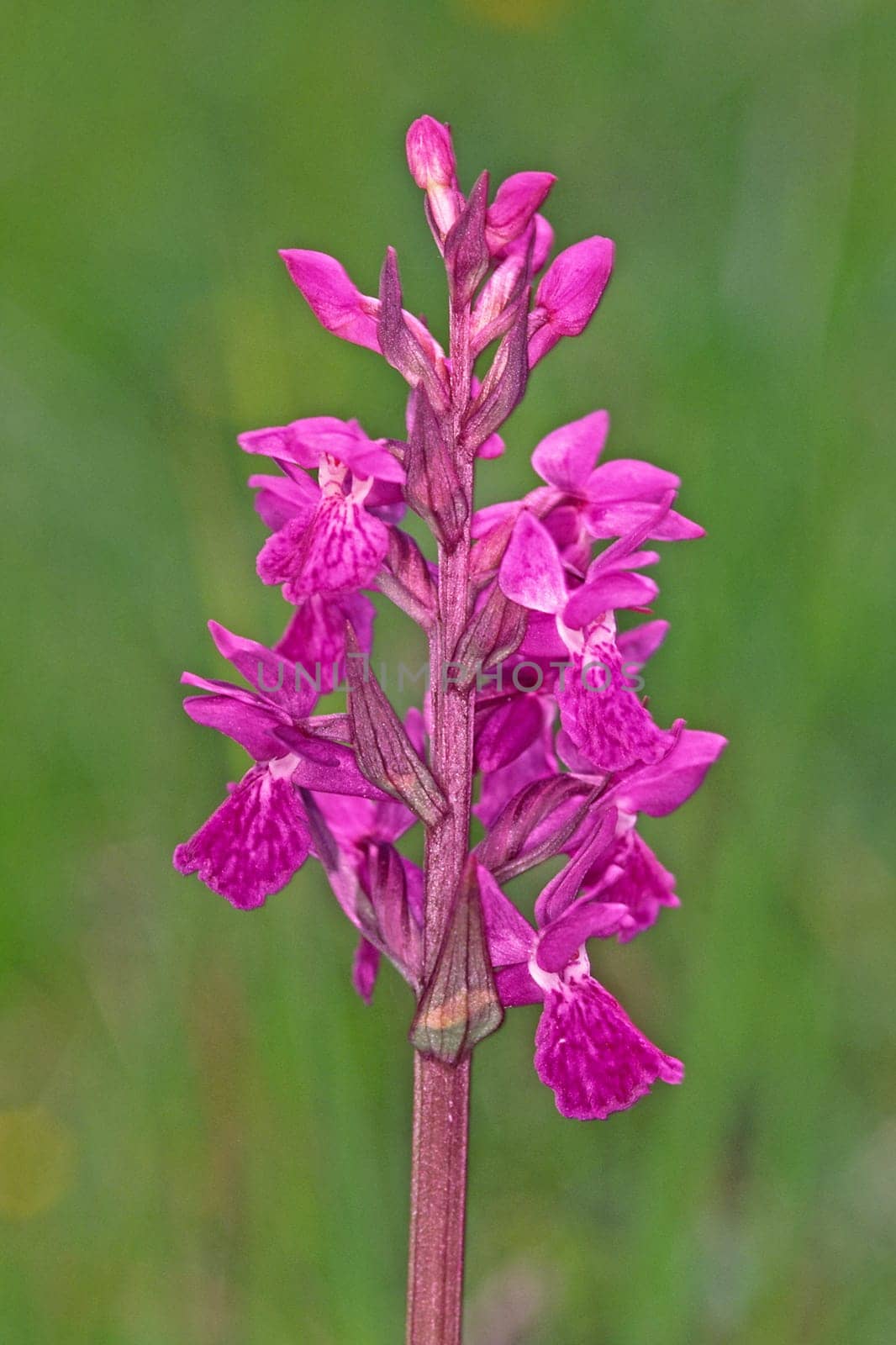 Dactylorhiza traunsteineri,Traunsteiner's orchid
