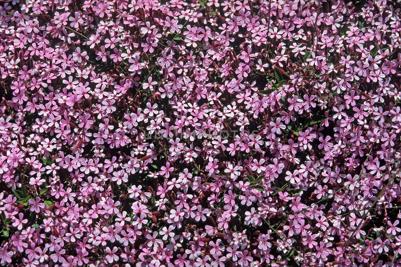Saponaria ocymoides,Red soapwort