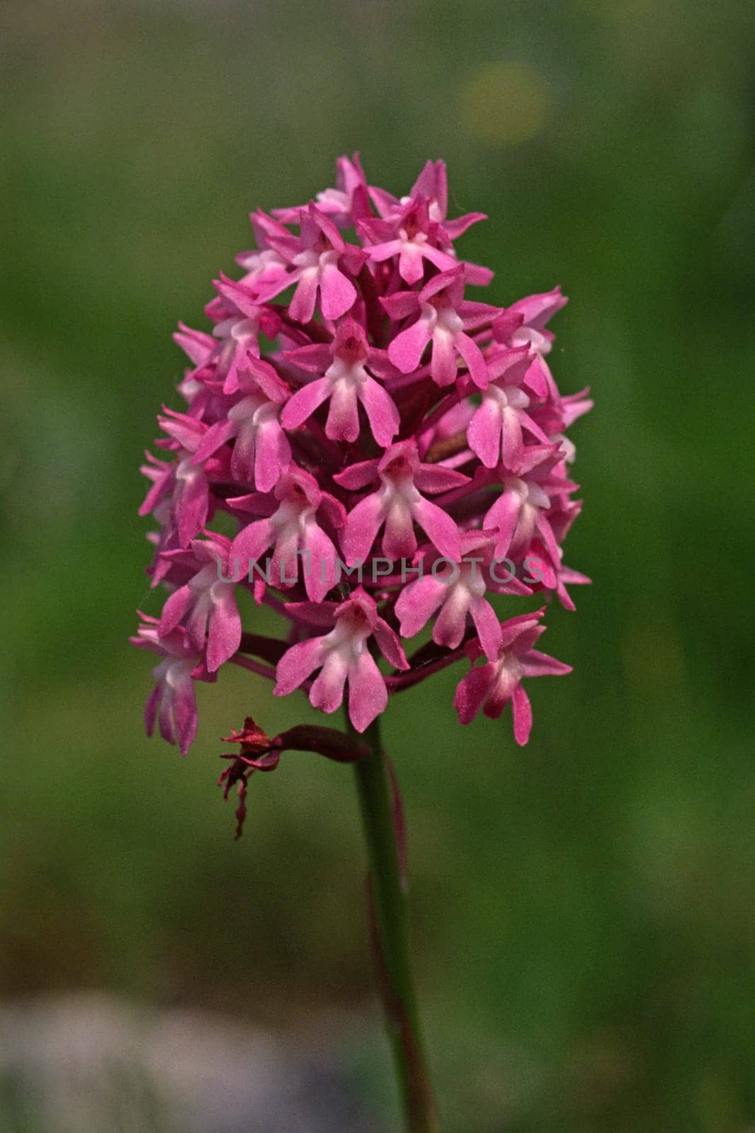Anacamptis pyramidalis,Pyramidal Houseleek (Spitz-Orchis)