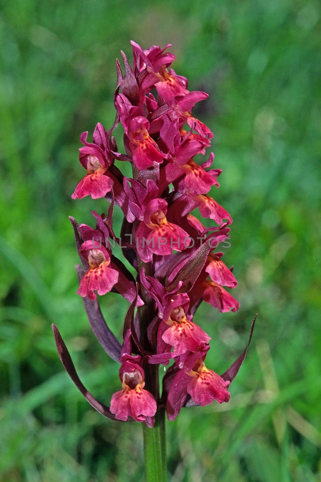 Dactylorhiza sambucina (Dactylorhiza latifolia),elderberry orchid