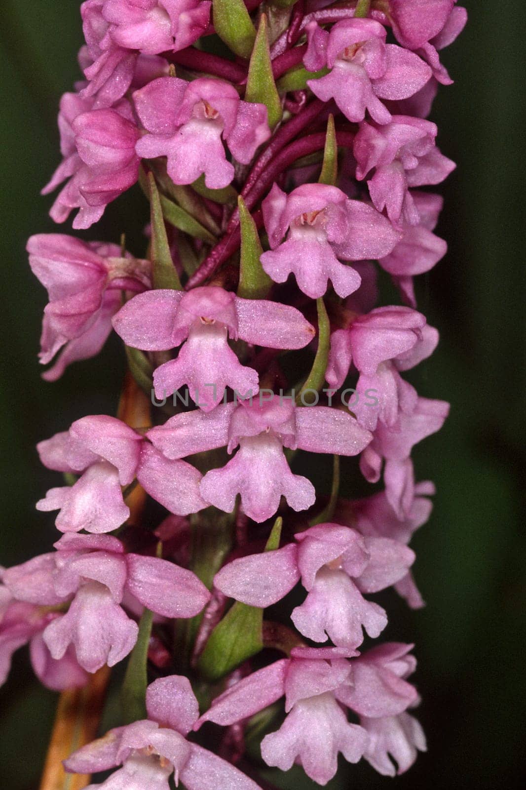 Gymnadenia conopsea,Gymnadenia conopsea