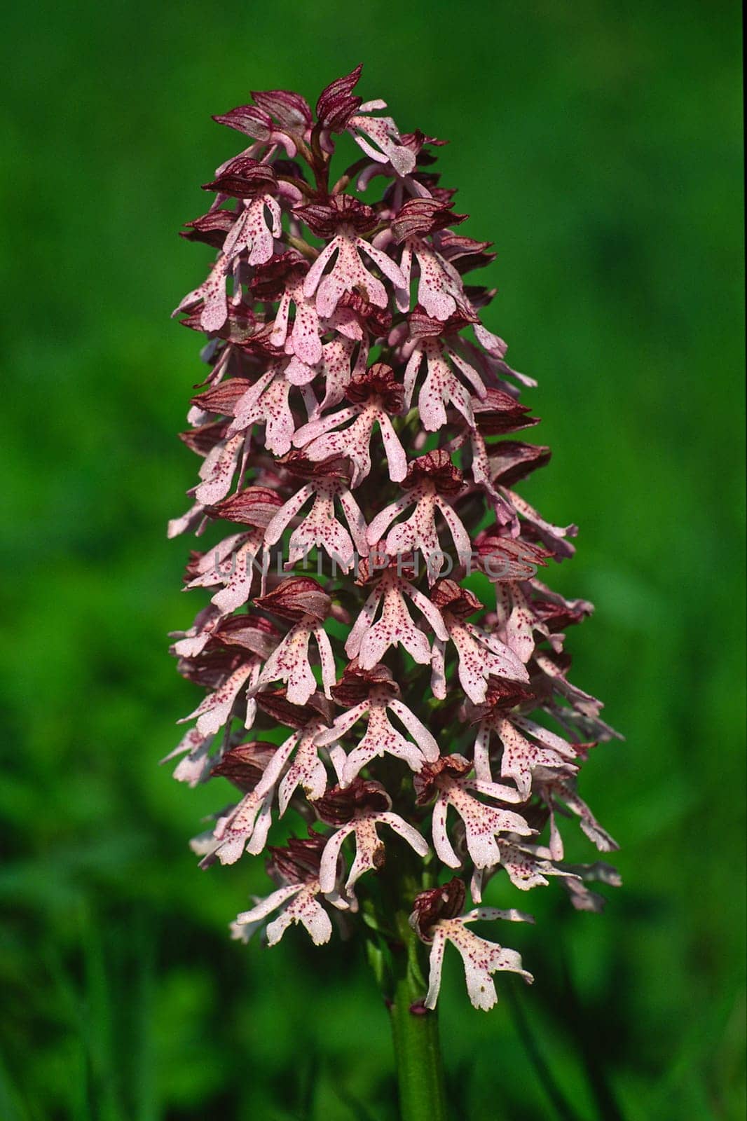 Orchis purpurea,purple orchid