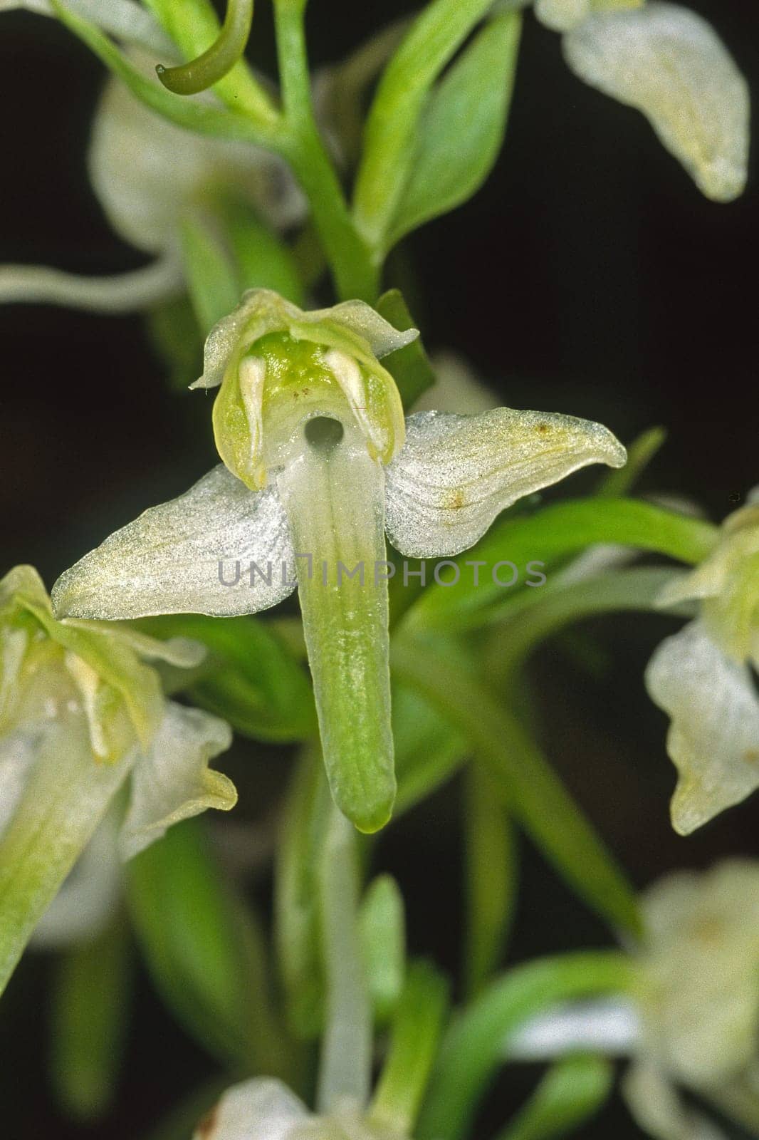 Platanthera chlorantha,Greenish forest hyacinth
