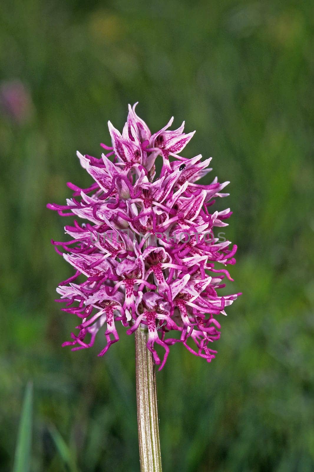 Orchis simia,monkey orchid