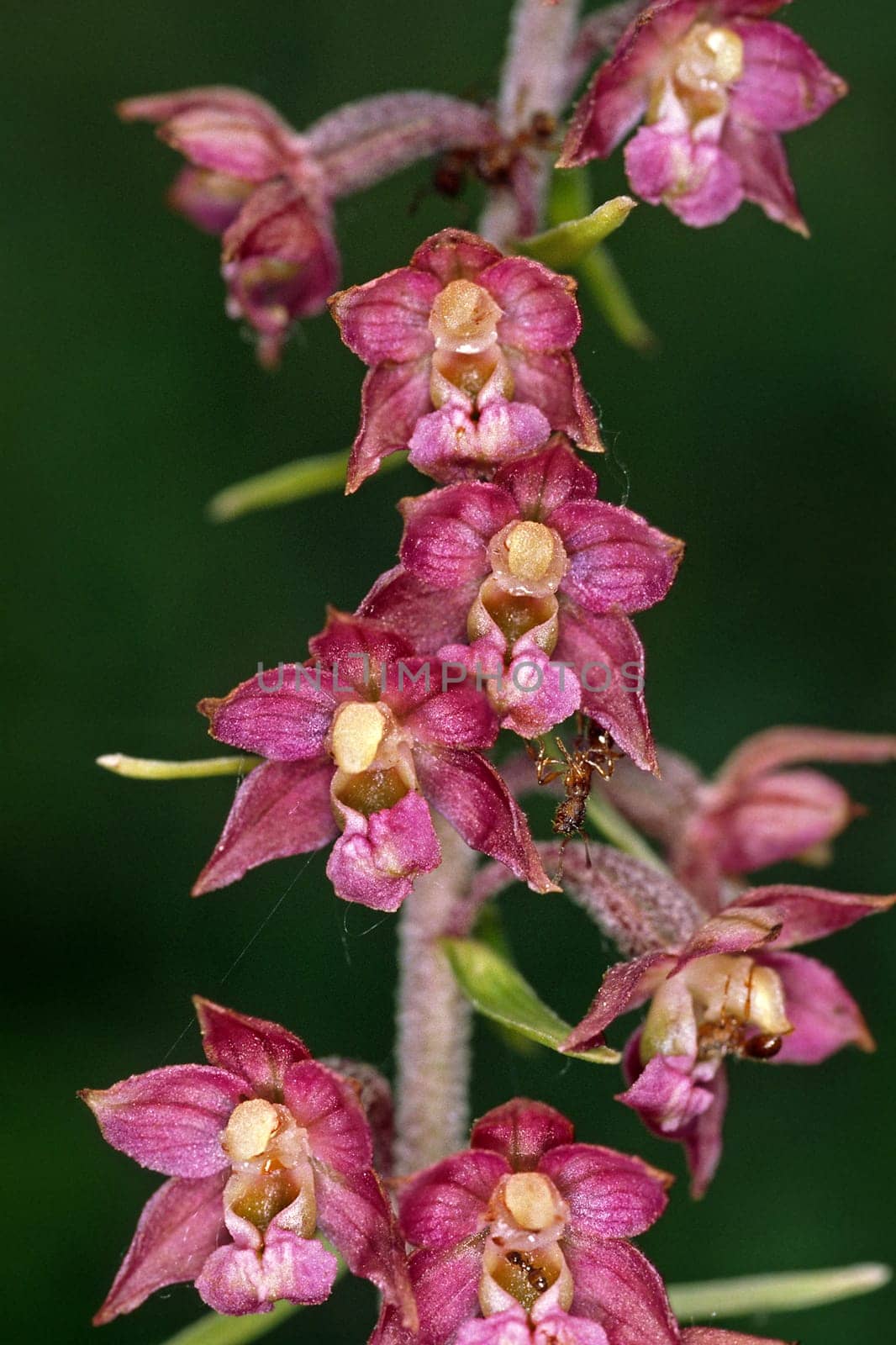 Epipactis atrorubens,Brown-red marshroot