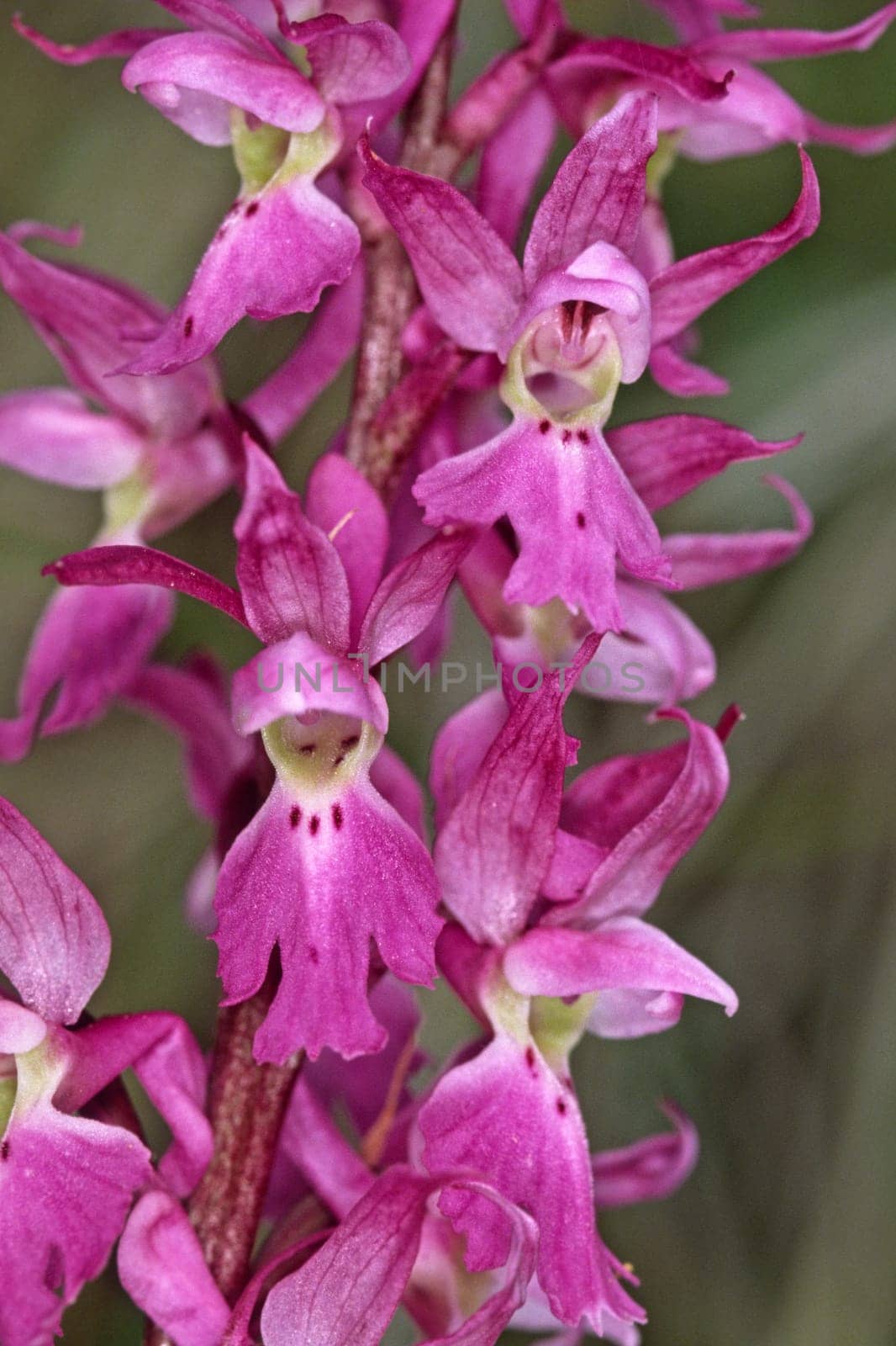 Orchis mascula,man's orchid