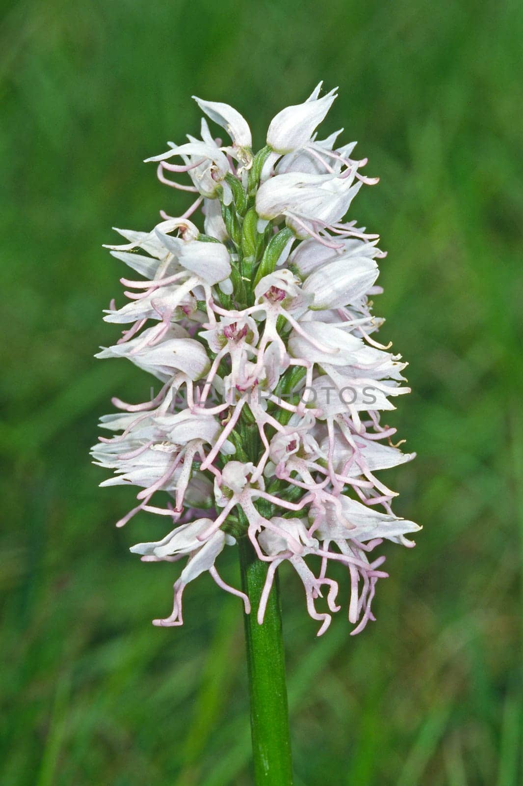 Orchis simia,monkey orchid (white form)