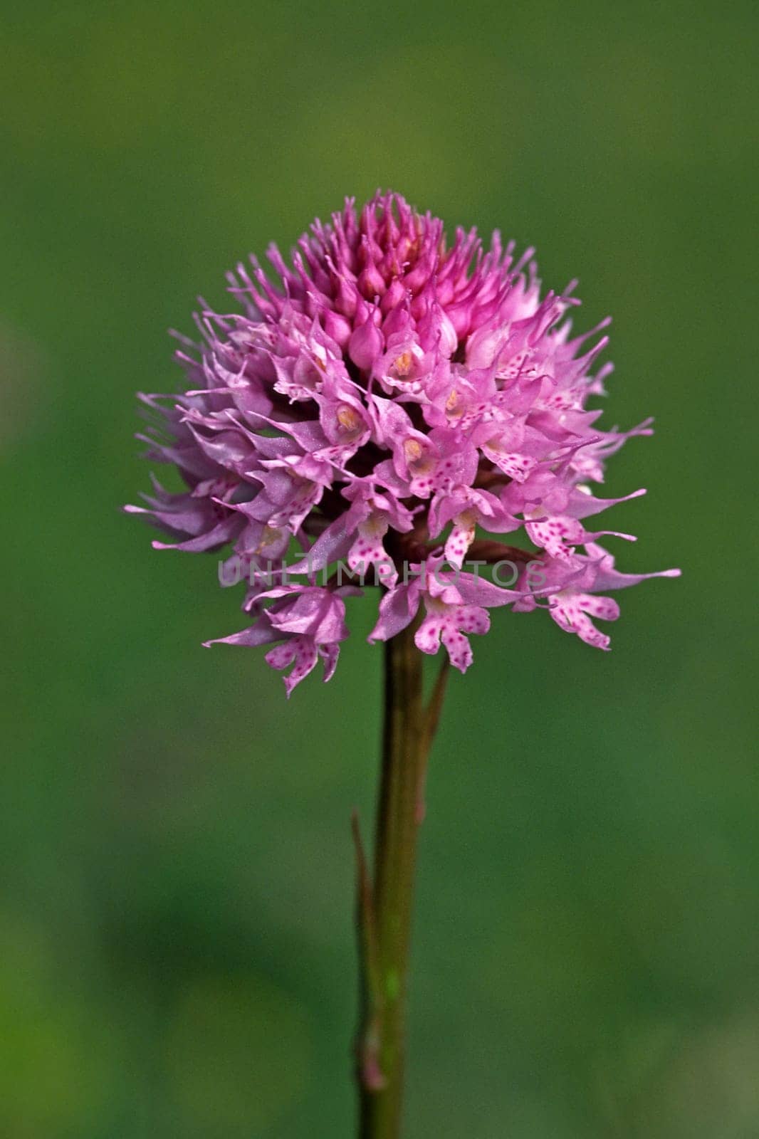 Traunsteinera globosa,Ball Orchis,Ball orchid