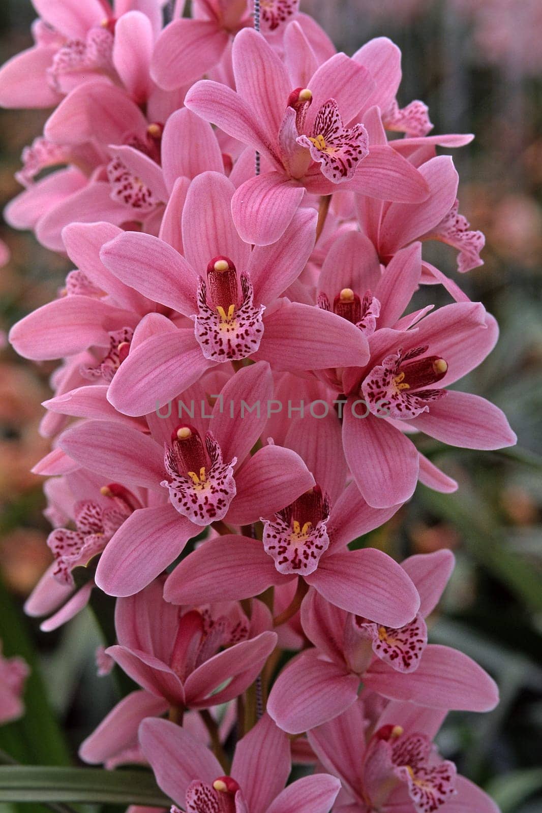 Cymbidium hybrid,variety Starbridge,Cymbidia,barge orchid