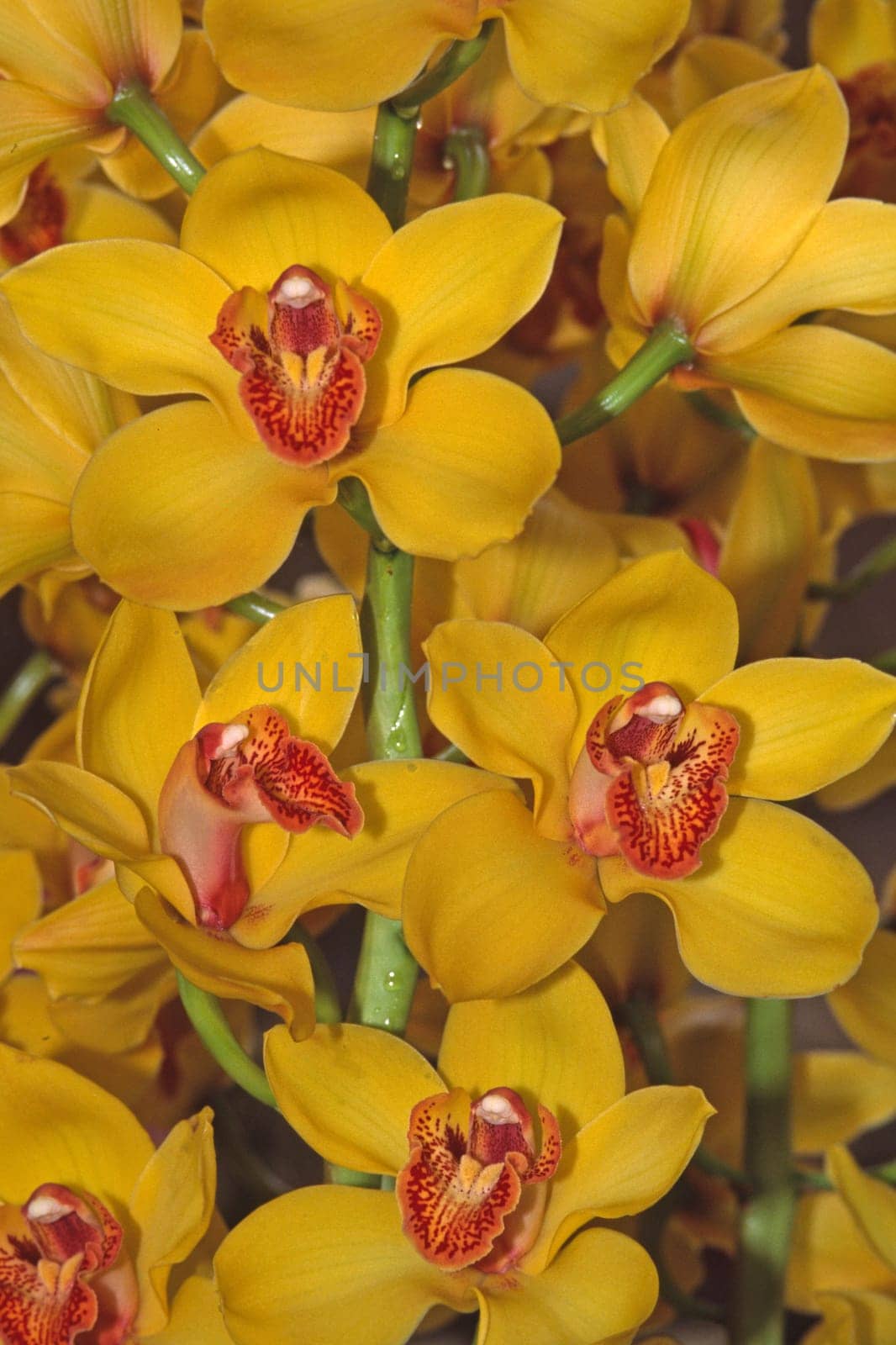 Cymbidium 'Golden Boy Nevada' Cymbidie,barge orchid