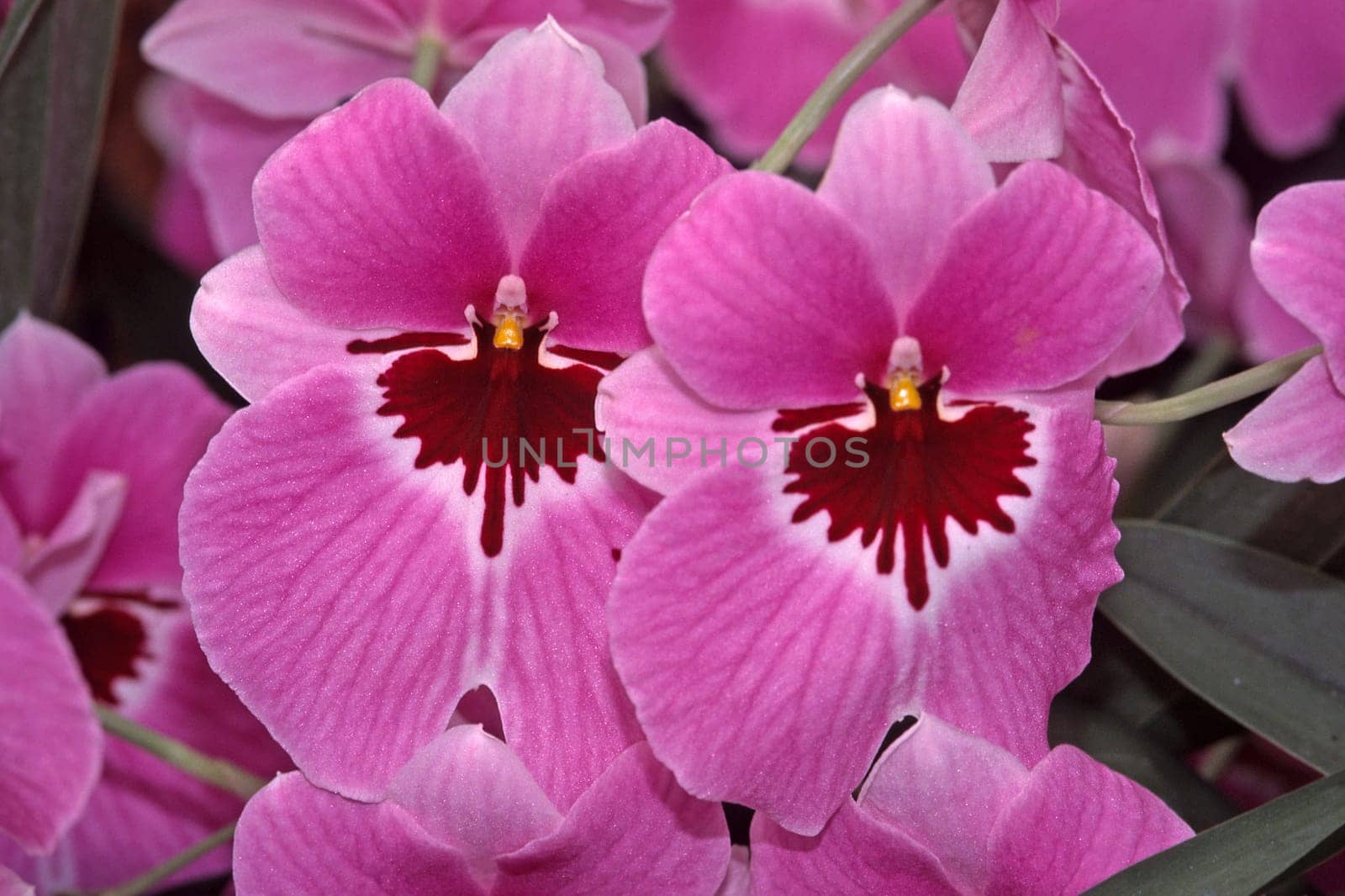 Miltonia Saint Helier, Sorte Pink Delight, Miltonie, Stiefmütterchen-Orchidee