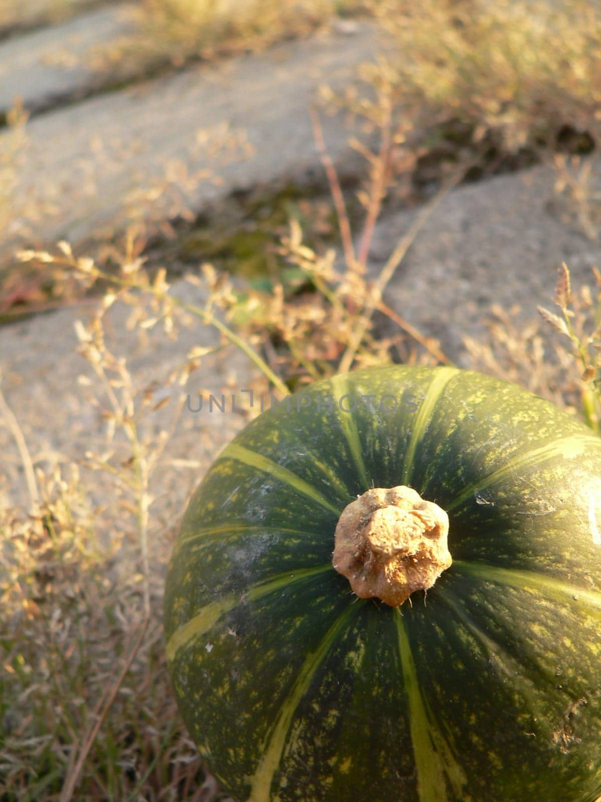 Green ornamental pumpkin