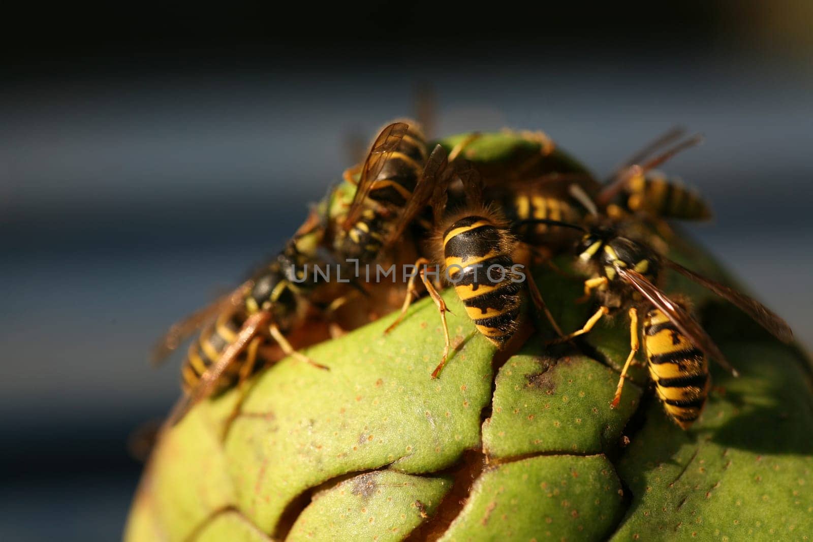 Wasps on (and in) a pear that has fallen from a tree