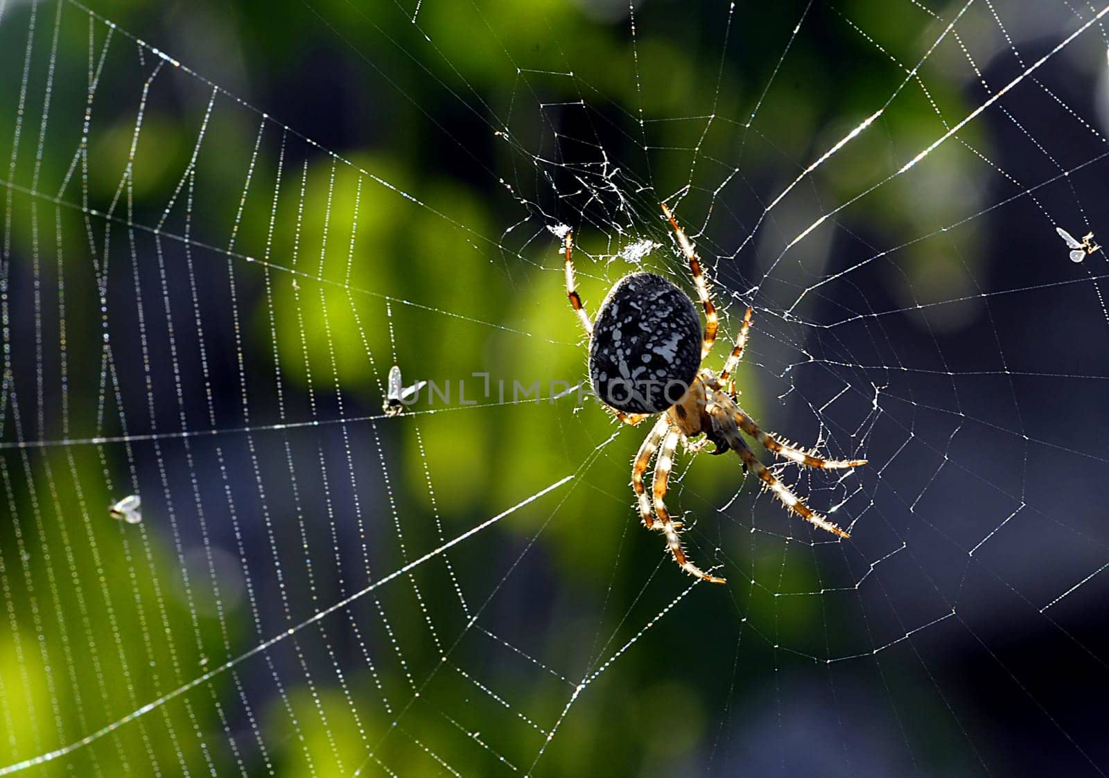 Cross spider