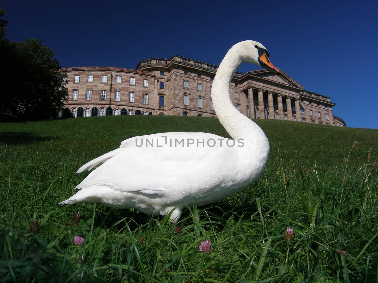 Today I was able to photograph this noble animal eating grass in front of the beautiful backdrop of Wilhelmshöher Castle!
