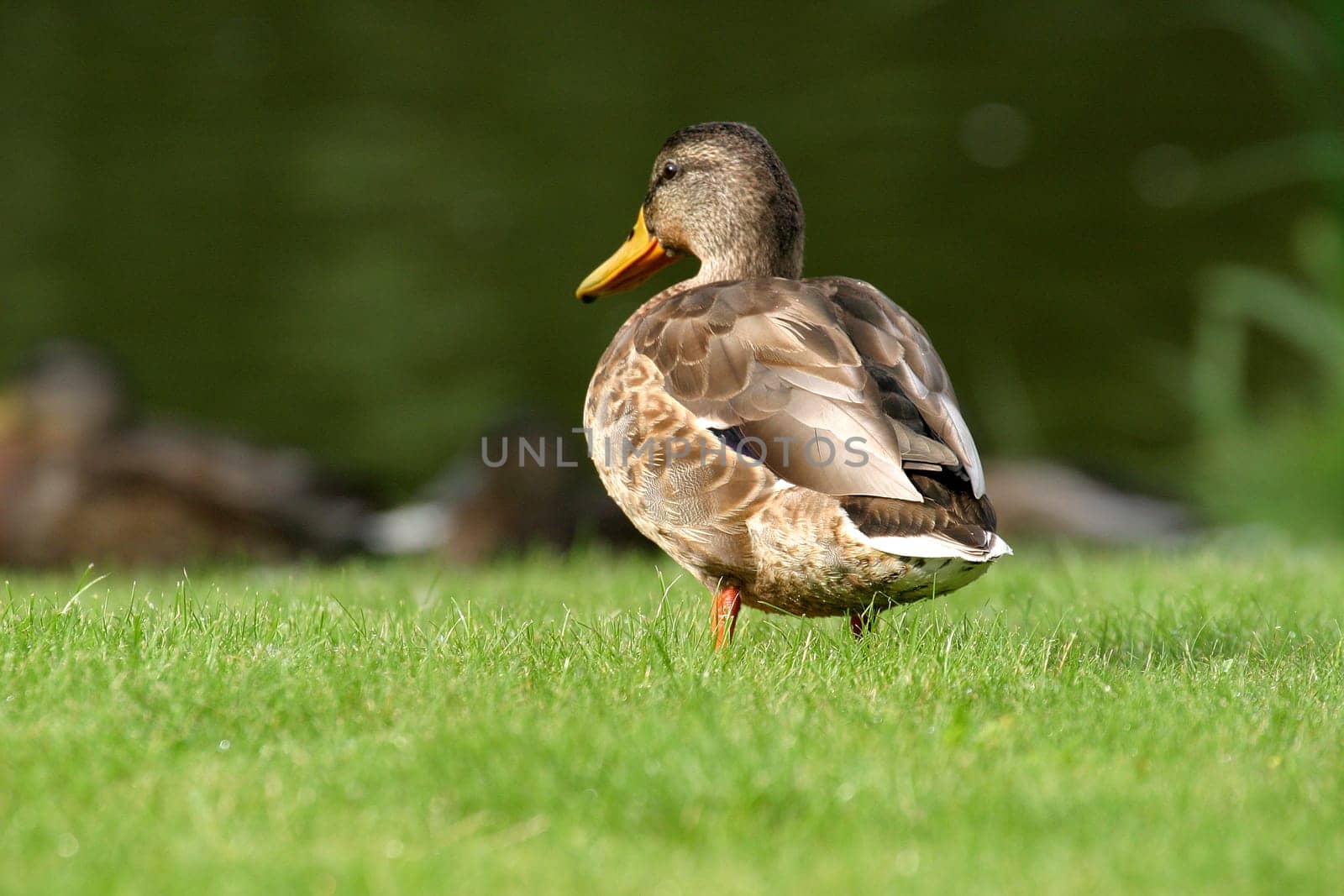 Duck meadow