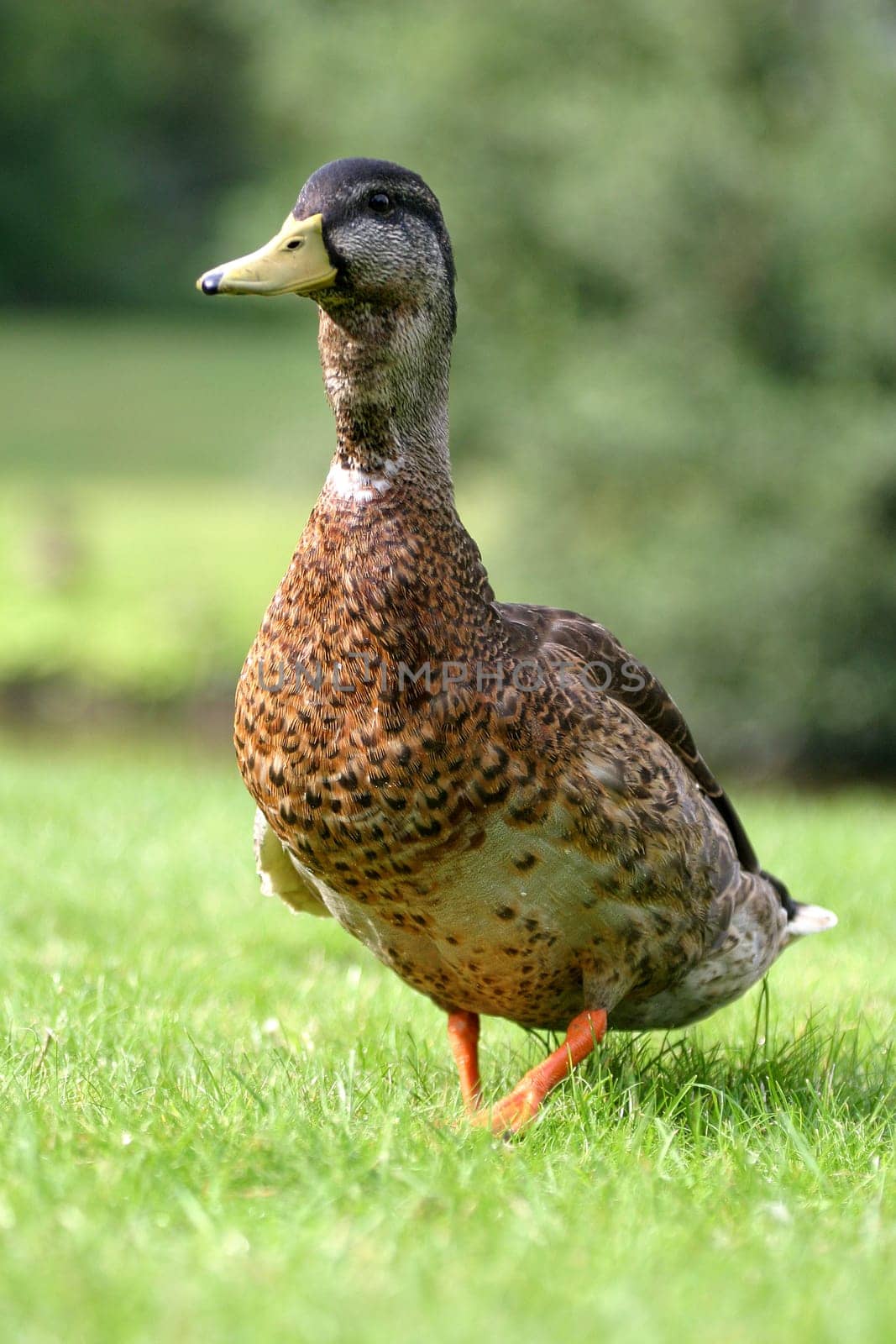 Wild Duck II