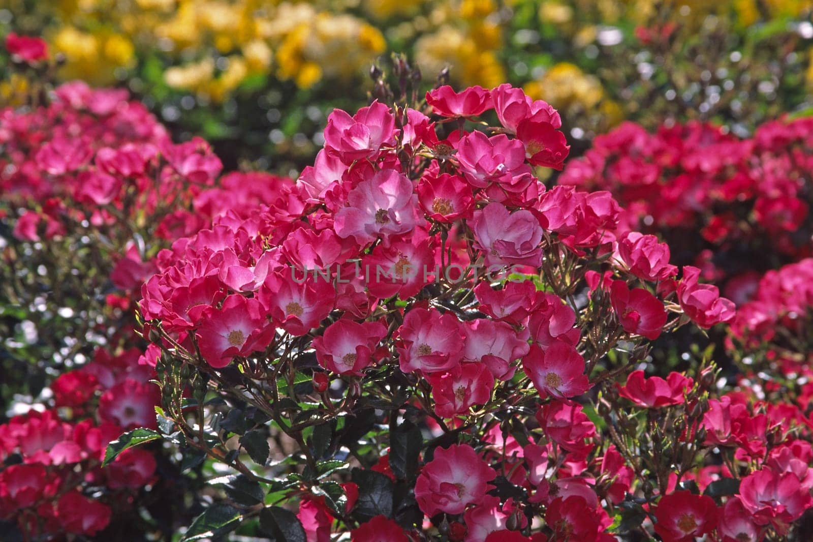red shrub rose in the light