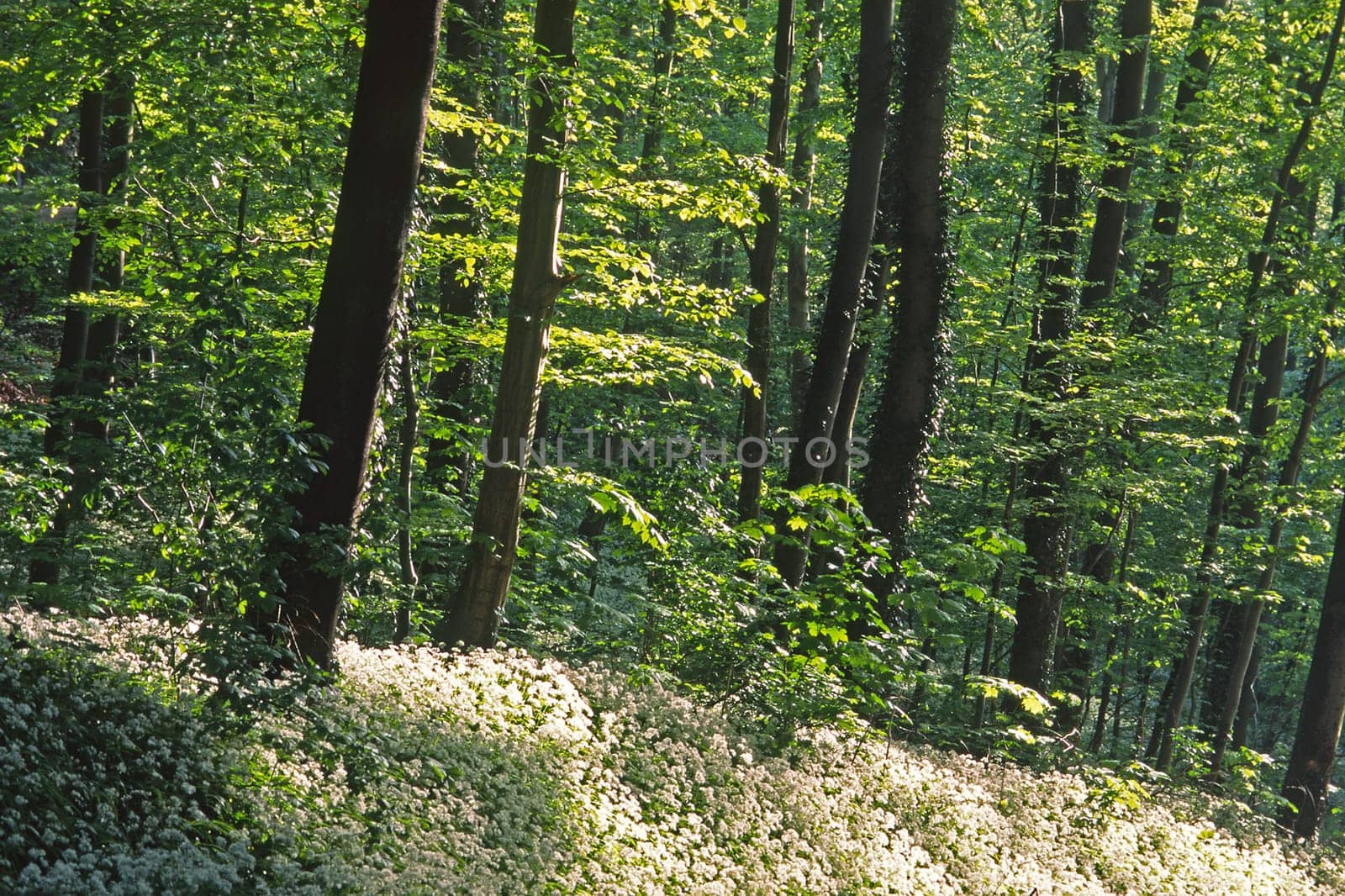 Allium ursinum,Bear leek,floodplain forest