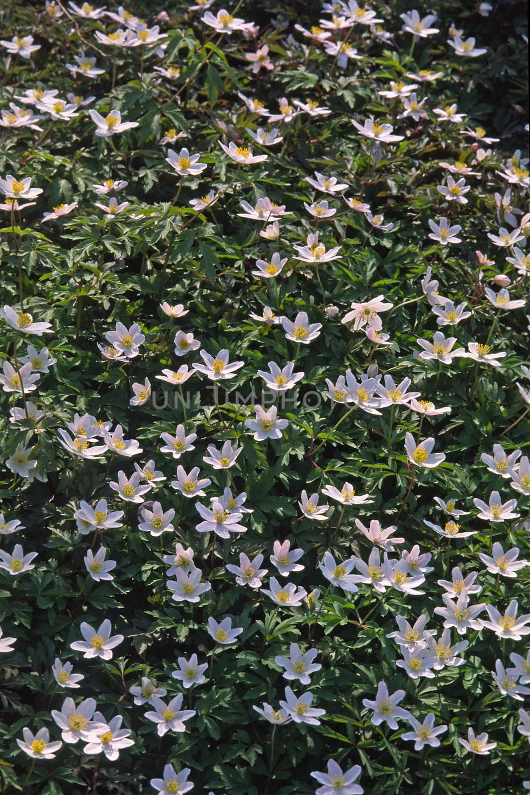 Anemone nemorosa,wood anemone