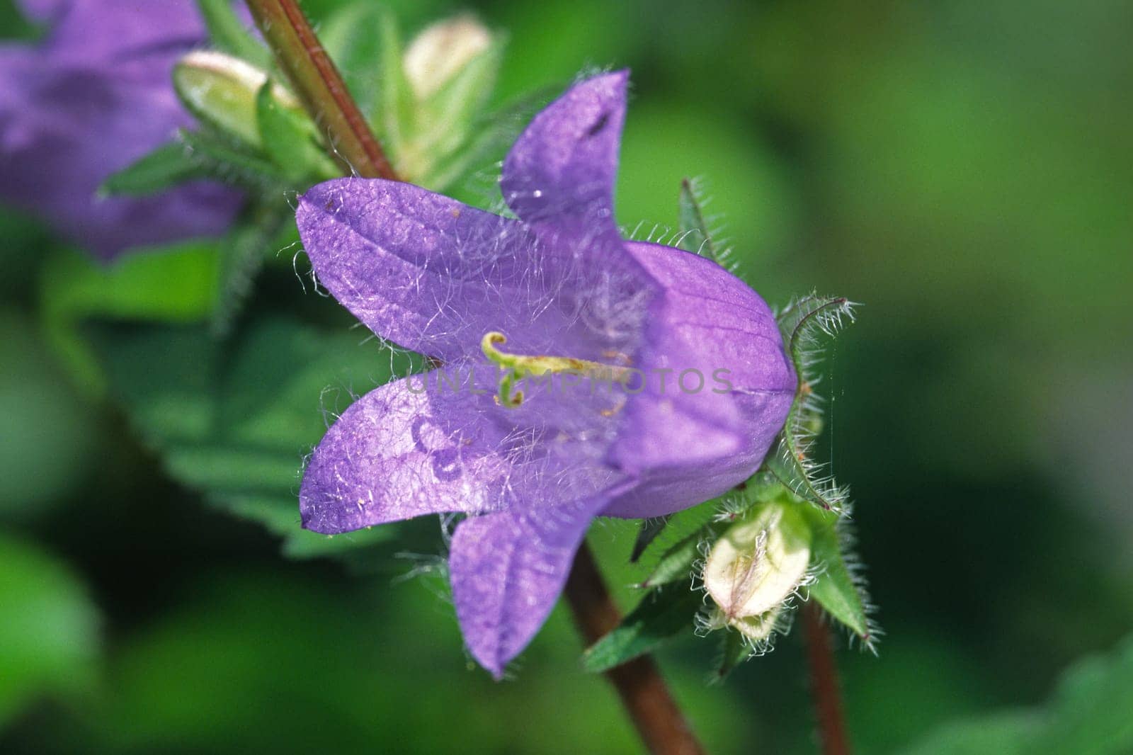 Campanula trachelium,nettle-leaved bellflower