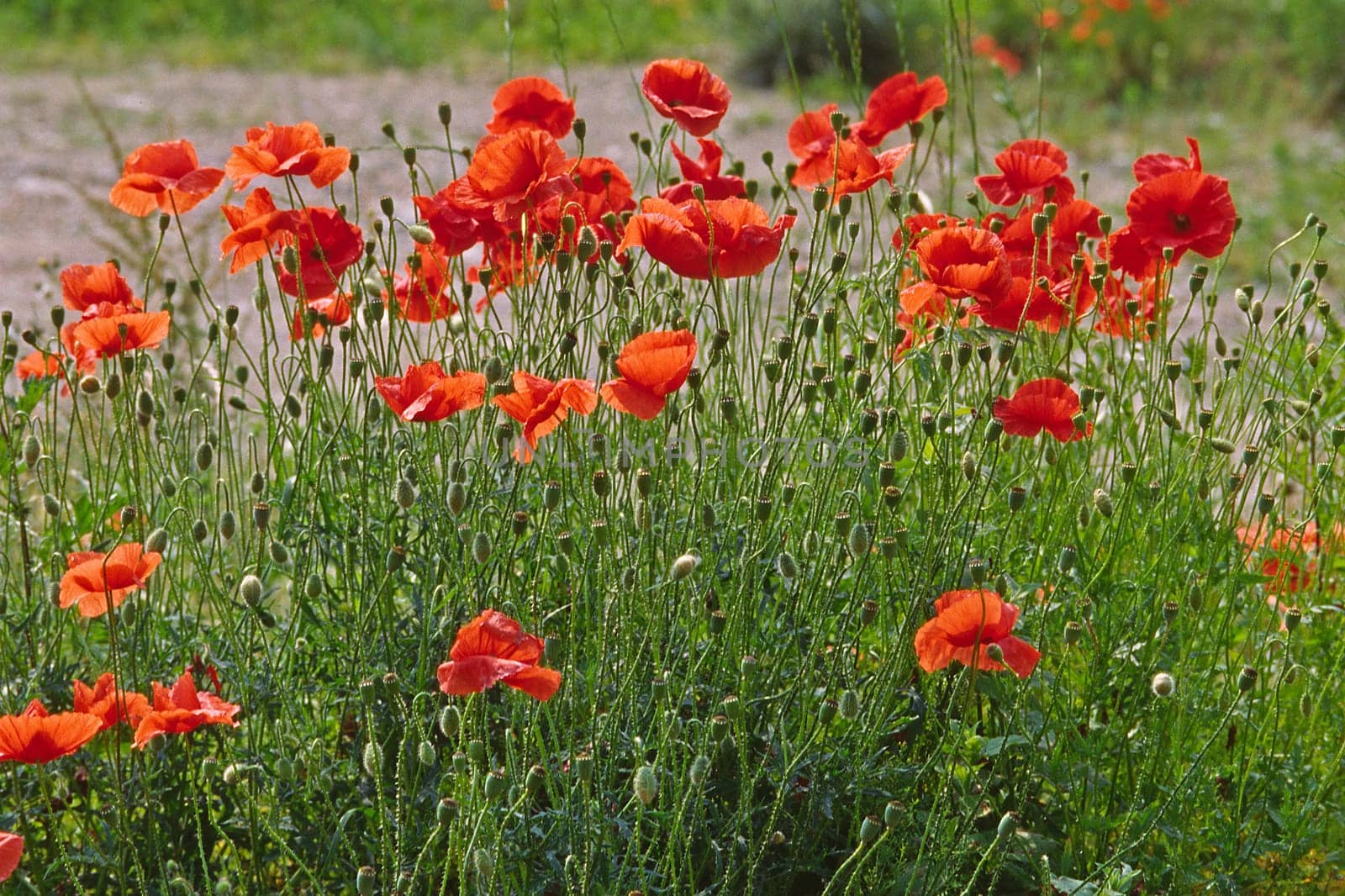 Papaver rhoeas,gossip poppy