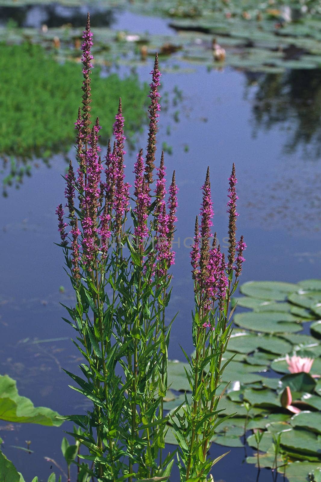 Lythrum salicaria,loosestrife