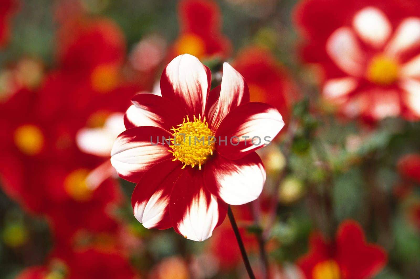 Anemone, Herbst-Anemone