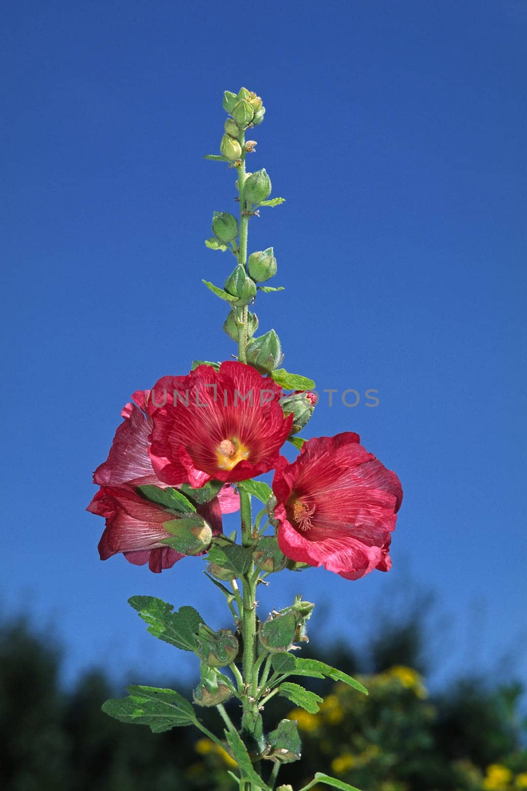Alcea rosea,Hollyhock