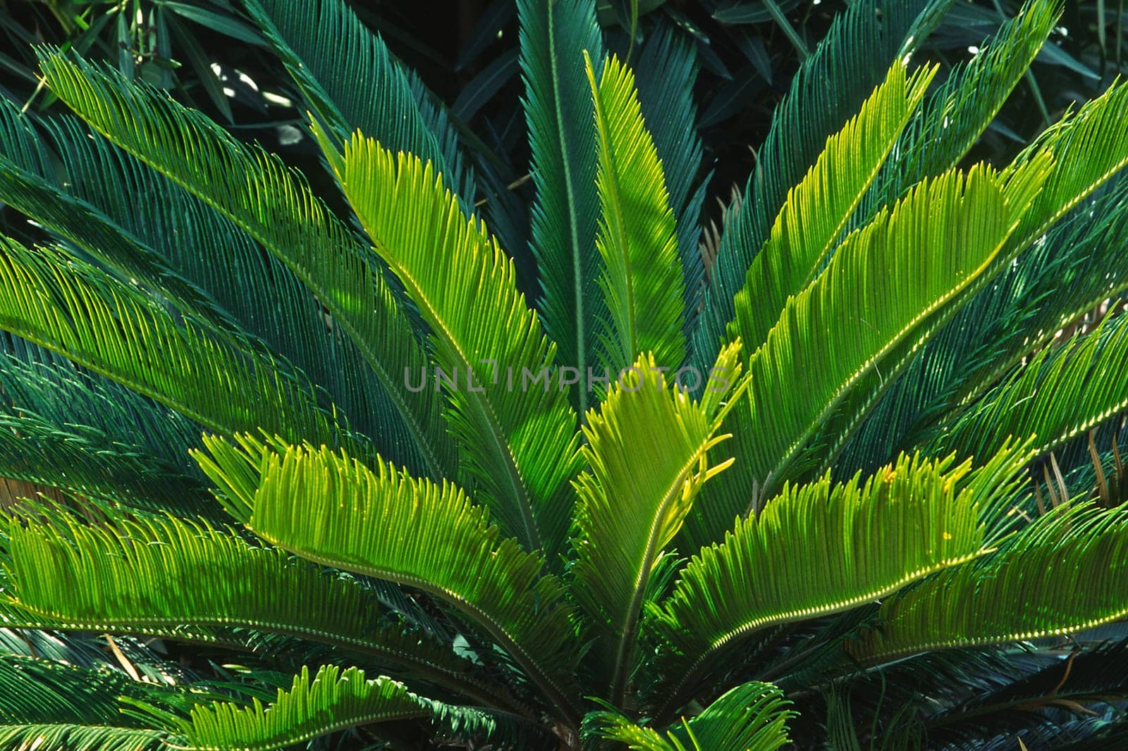 Cycas revoluta,cycad,sago palm