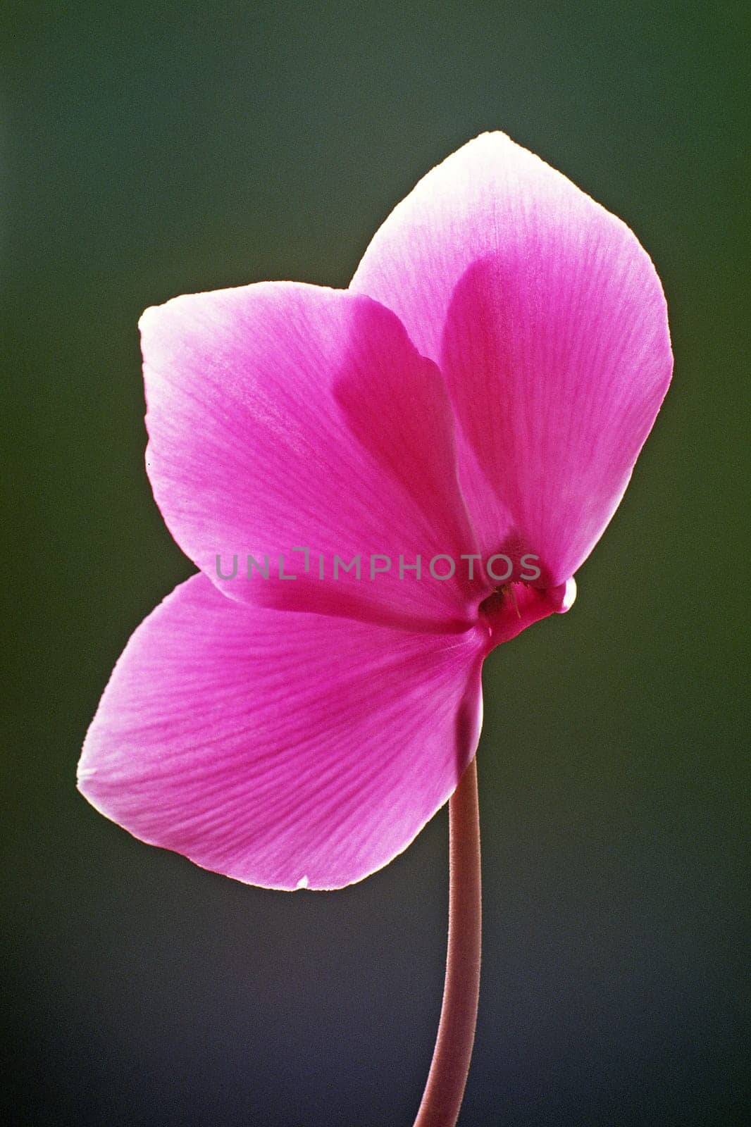 Cyclamen,cyclamen