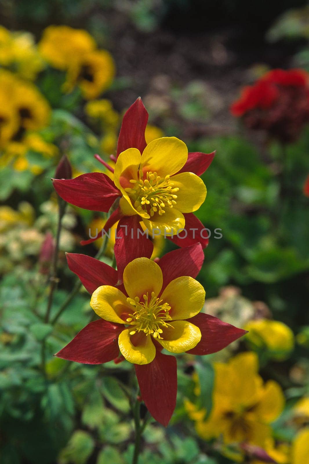 Aquilegia spec, Akelei