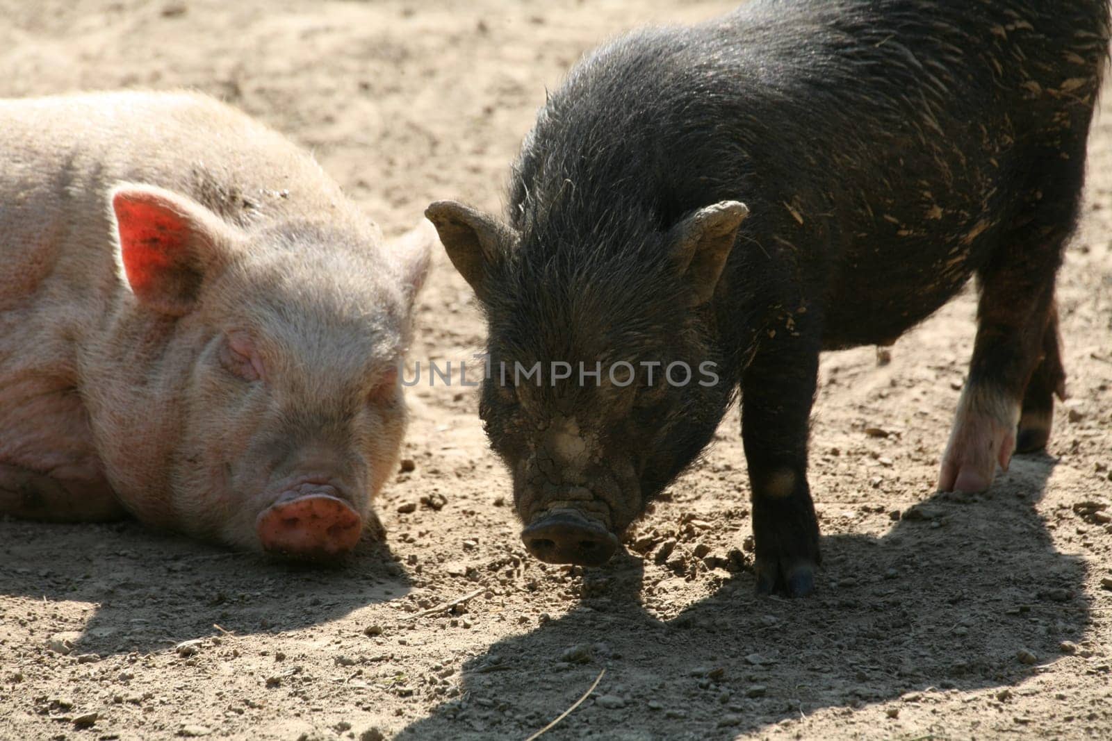 Happy pigs in frailand husbandry