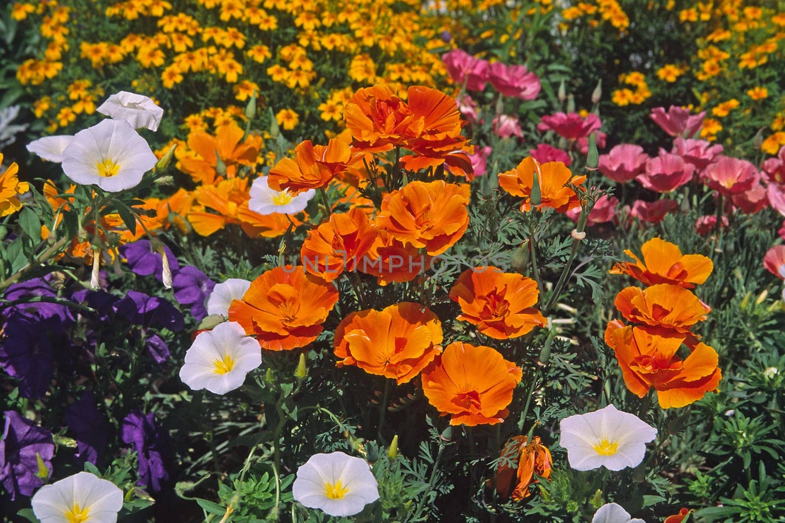 Eschscholzia californica,California poppy,golden poppy,sleepyhead