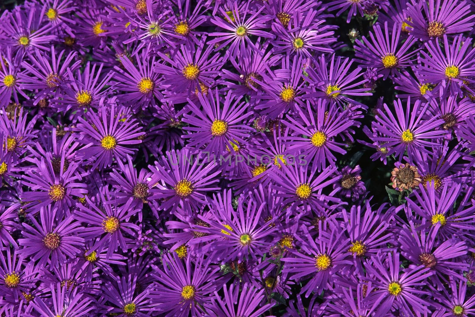 Aster amellus 'Violet Queen' Mountain Aster