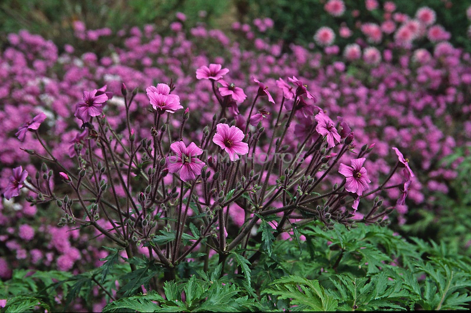 Geranium madarense, Storchschnabel
