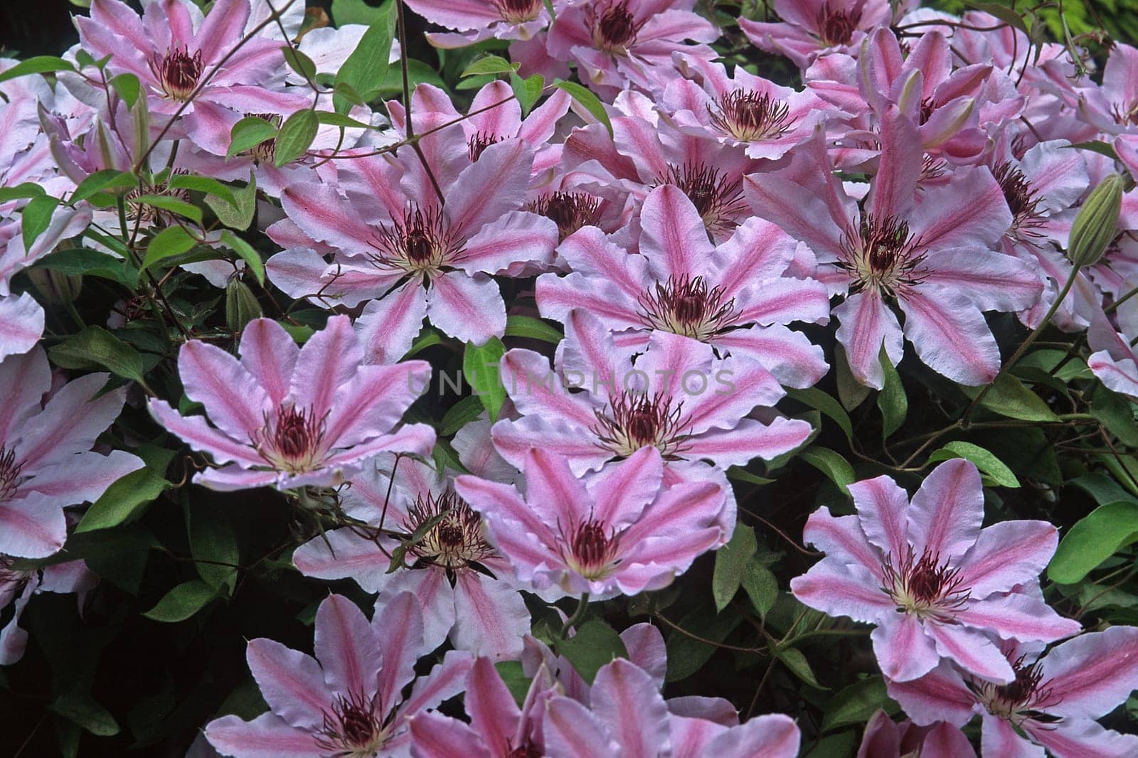 Clematis hybrid,Clematis