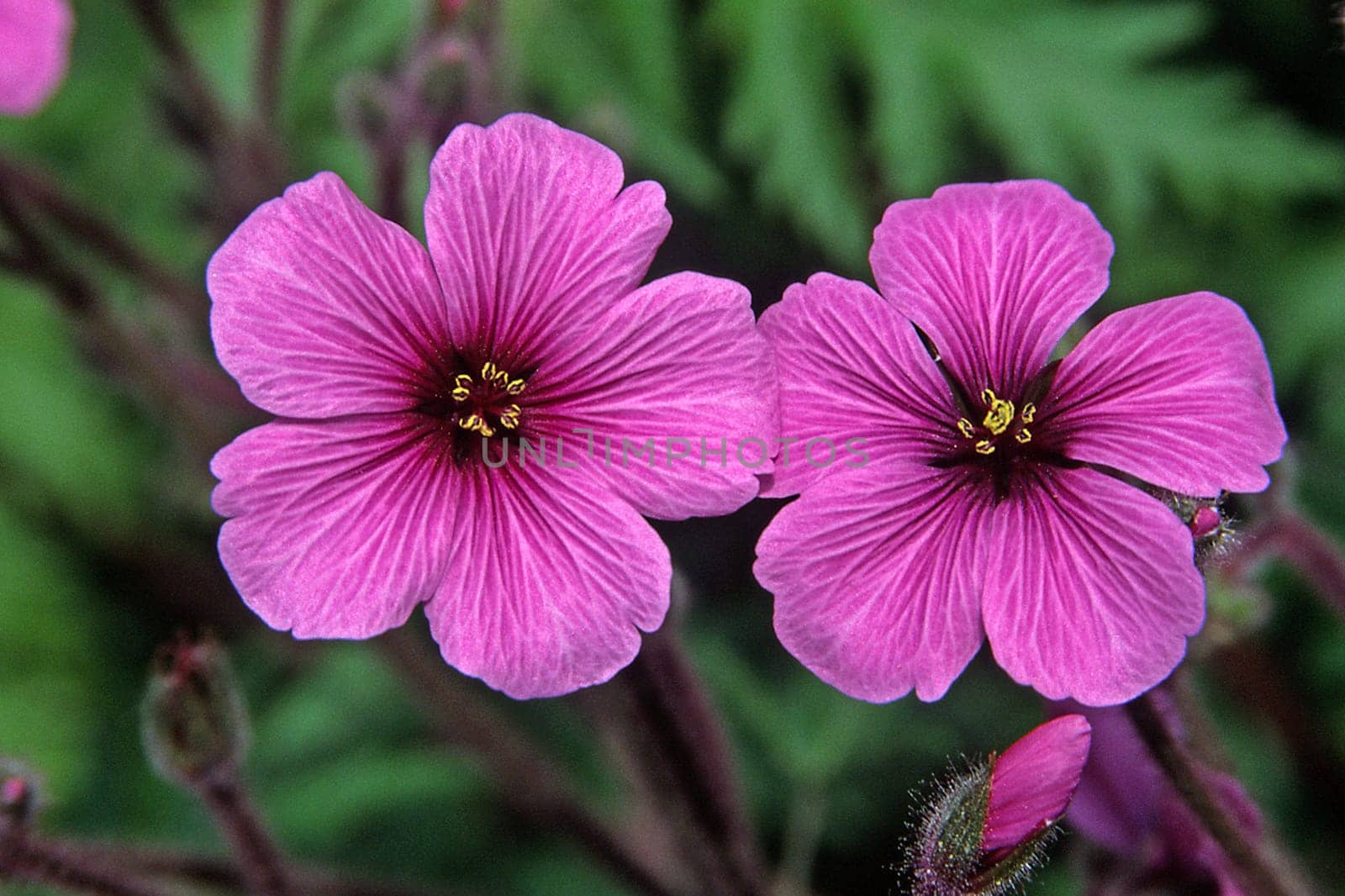 Geranium madarense, Storchschnabel