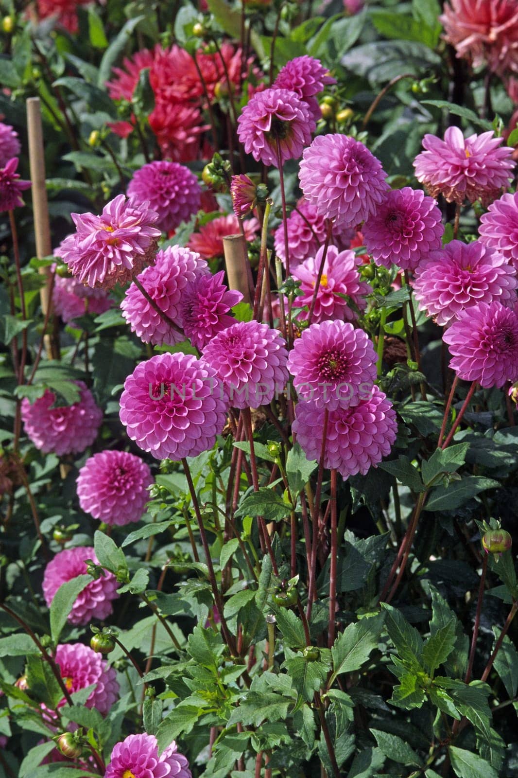 Dahlia 'Heljo's Pink' Ball Dahlia