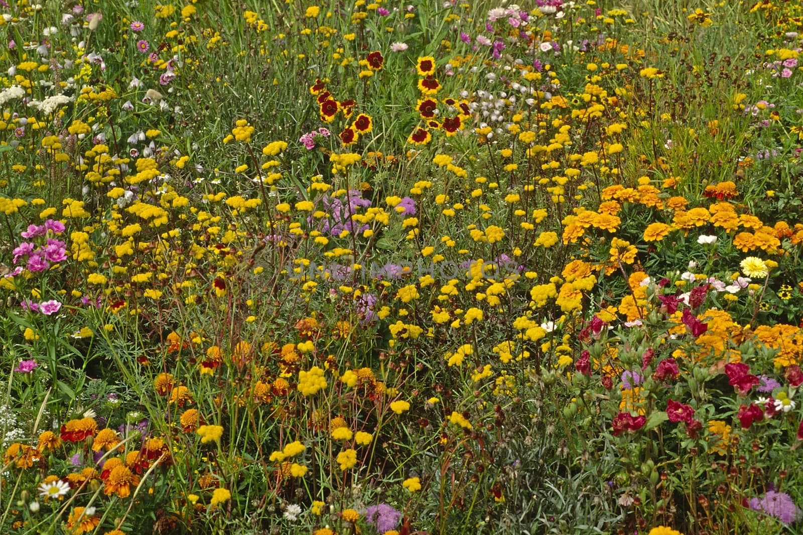 Garden flower meadow in June,Tagetes