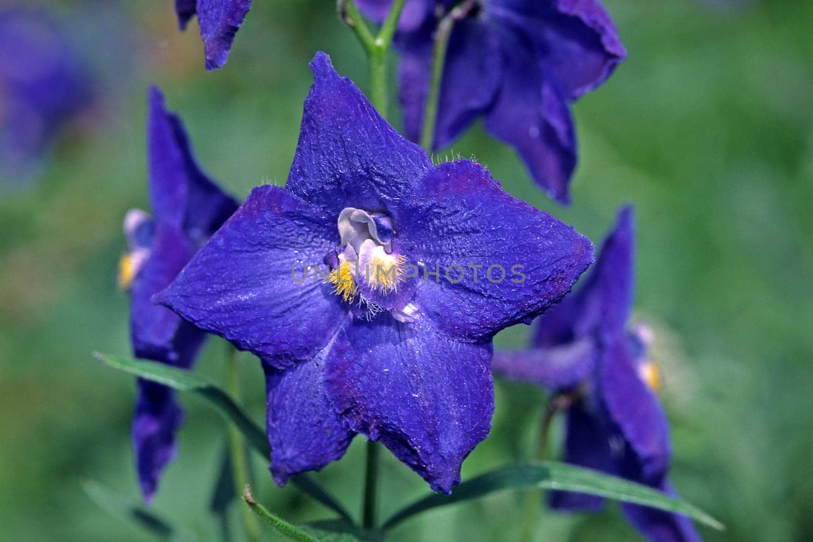 Delphinium belladonna hybrid,Atlantis variety,delphinium