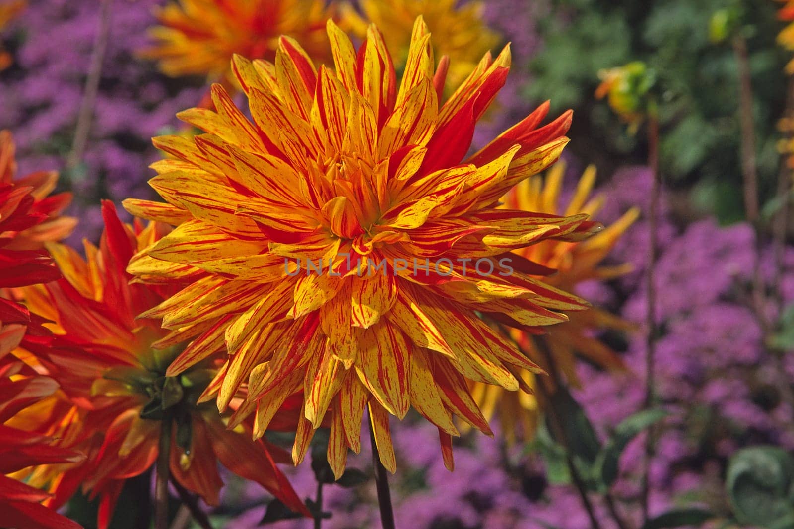 Dahlia x culturum 'Yellow Volcano' Semi-Cactus Dahlia