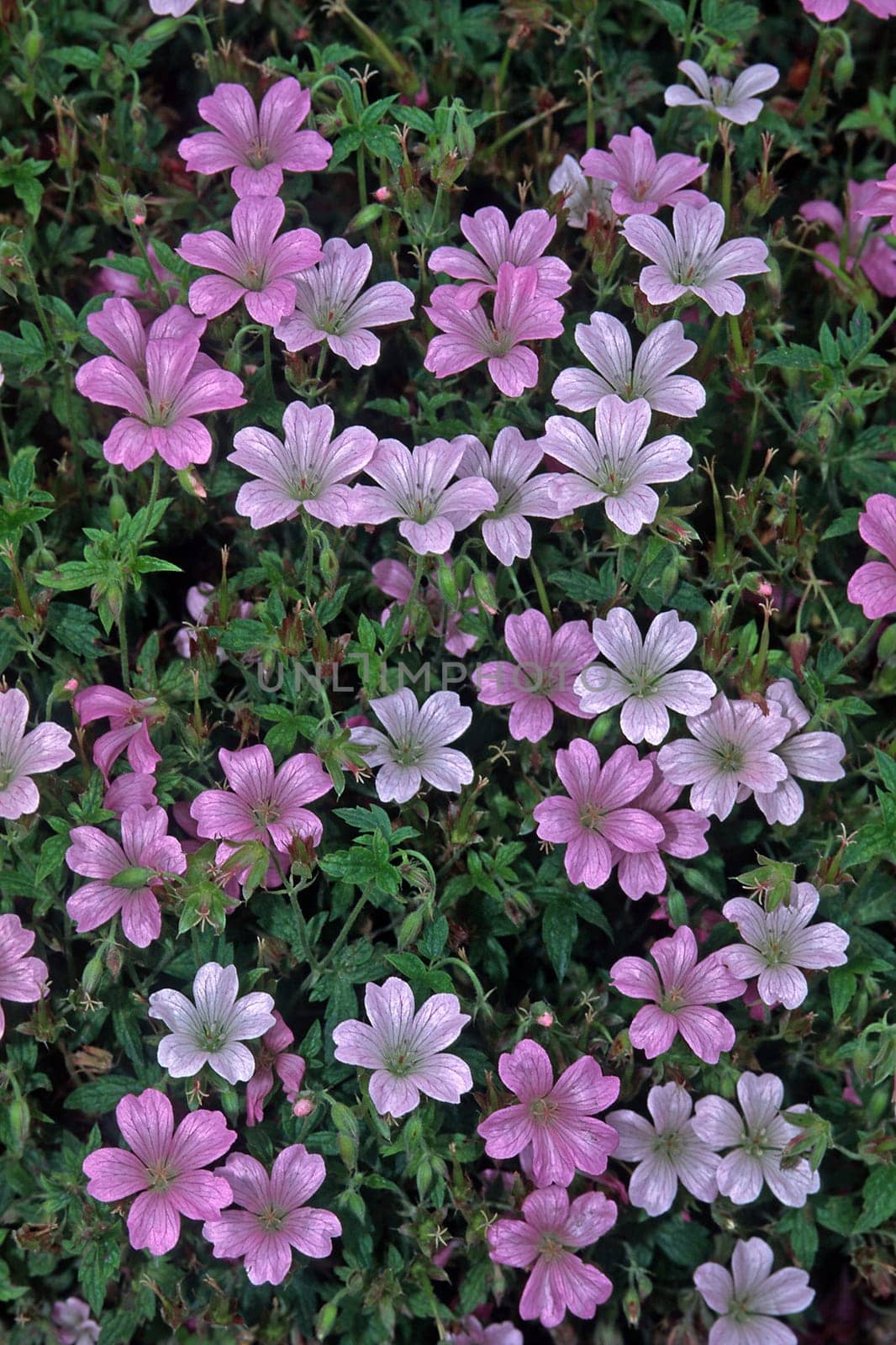 Geranium endressi 'Rosenlicht' Cranesbill